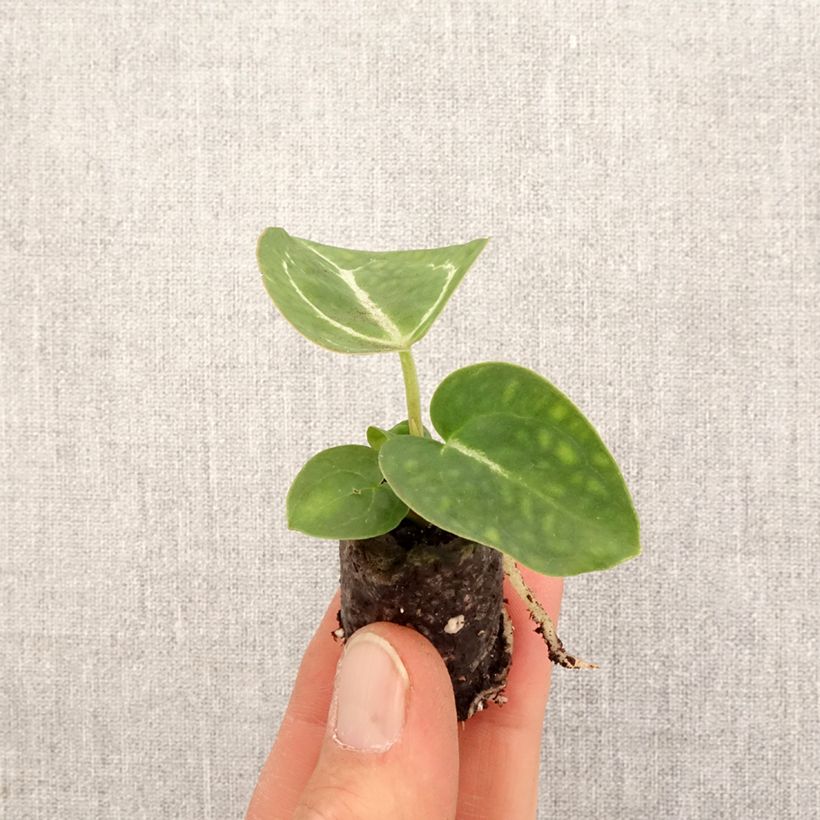 Esimerkki keväällä toimitetusta Hopeaflamingokukka - Anthurium crystallinum Minikasvi-taimesta