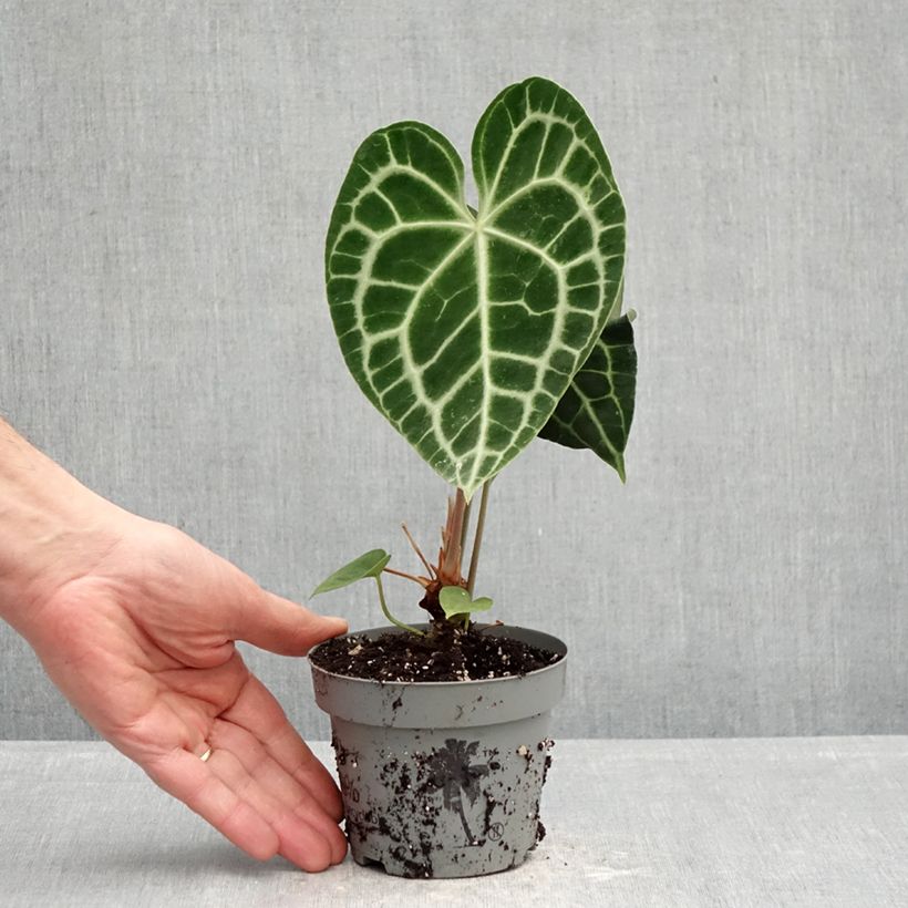 Esimerkki keväällä toimitetusta Hopeaflamingokukka - Anthurium crystallinum 12 cm / 13 cm ruukku-taimesta