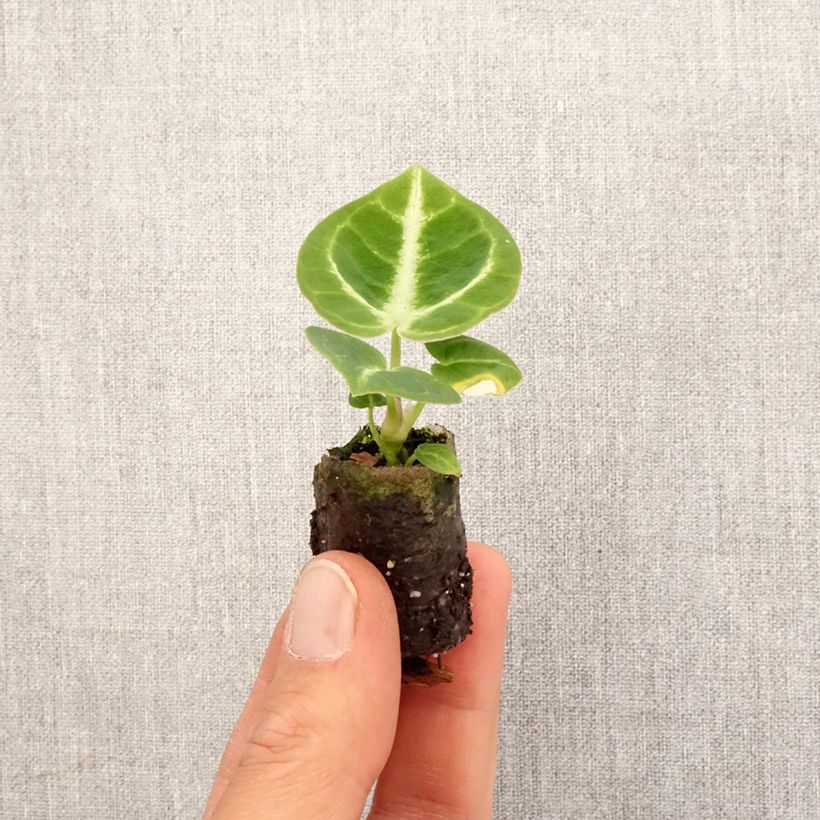 Esimerkki keväällä toimitetusta Anthurium Dorayaki Mini-plante-taimesta