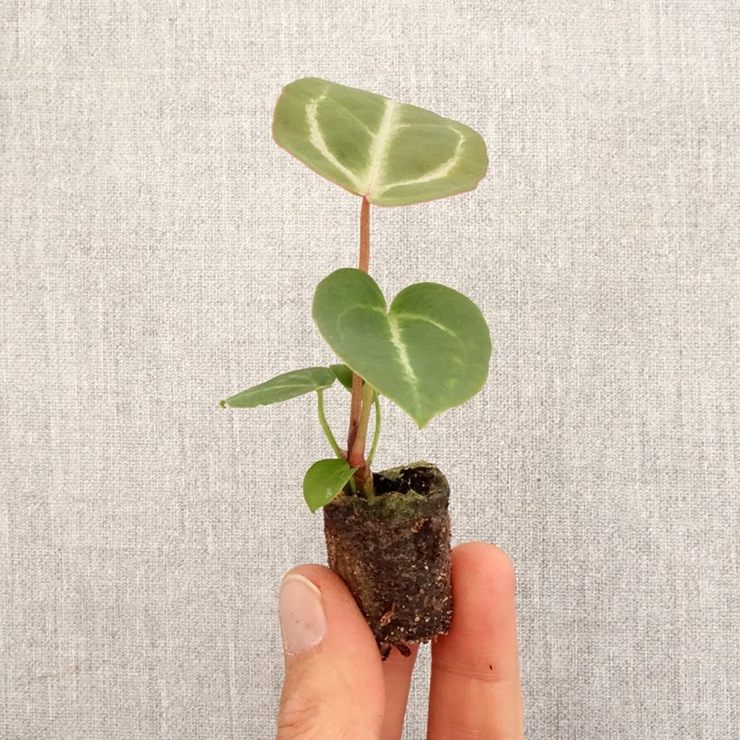 Esimerkki keväällä toimitetusta Anthurium Dorayaki x magnificum Mini-plante-taimesta