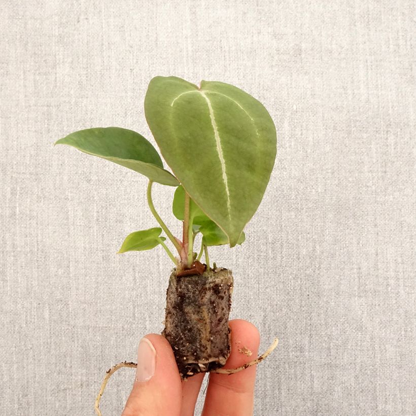 Esimerkki keväällä toimitetusta Anthurium forgetii Mini-plante-taimesta