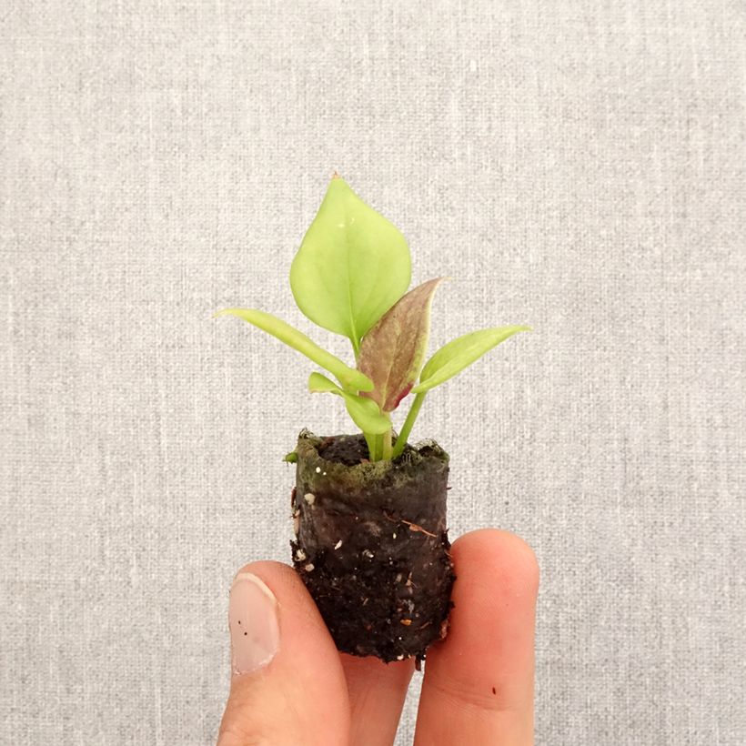 Esimerkki keväällä toimitetusta Anthurium jenmanii Kulta Mini-plante-taimesta