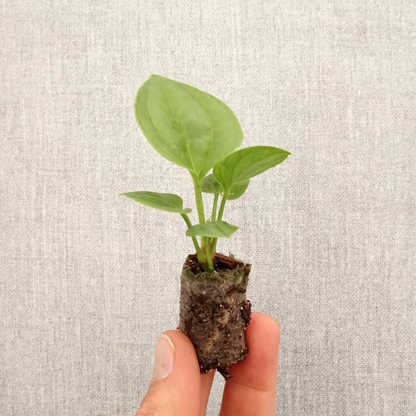 Esimerkki keväällä toimitetusta Anthurium jenmanii Green Jady Mini-plante-taimesta