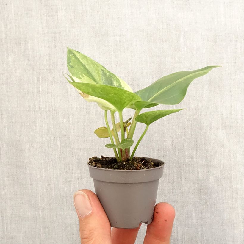 Esimerkki keväällä toimitetusta Anthurium hookeri Renaissance Variegata Mini-plante-taimesta