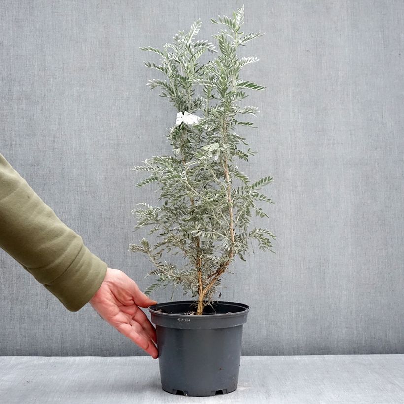 Esimerkki talvella toimitetusta Partamasmalo - Anthyllis barba-jovis Pot de 4L/5L-taimesta