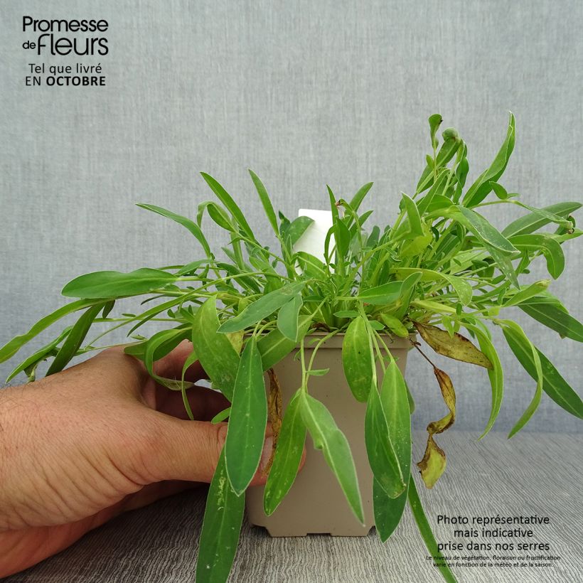 Esimerkki syksyllä toimitetusta Masmalo - Anthyllis vulneraria 8/9 cm taimiruukku-taimesta