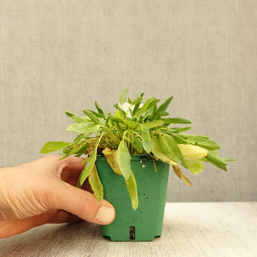 Esimerkki syksyllä toimitetusta Masmalo - Anthyllis vulneraria var. coccinea 8/9 cm taimiruukku-taimesta