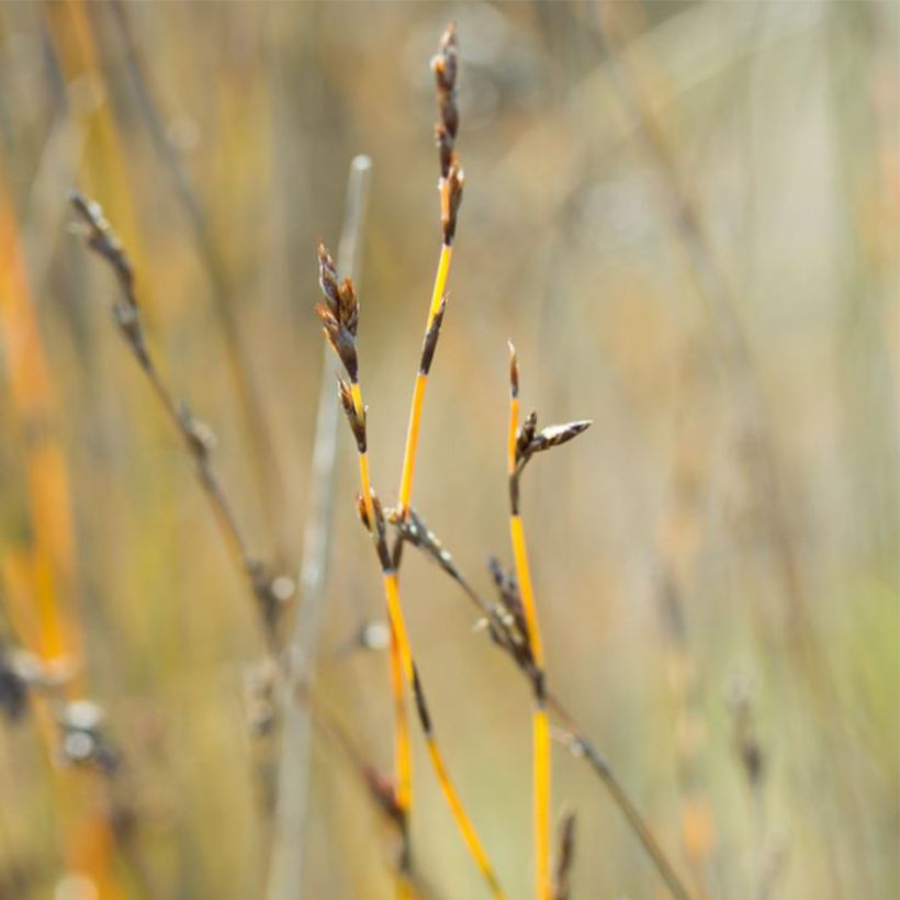 Apodasmia similis (Kukinta)