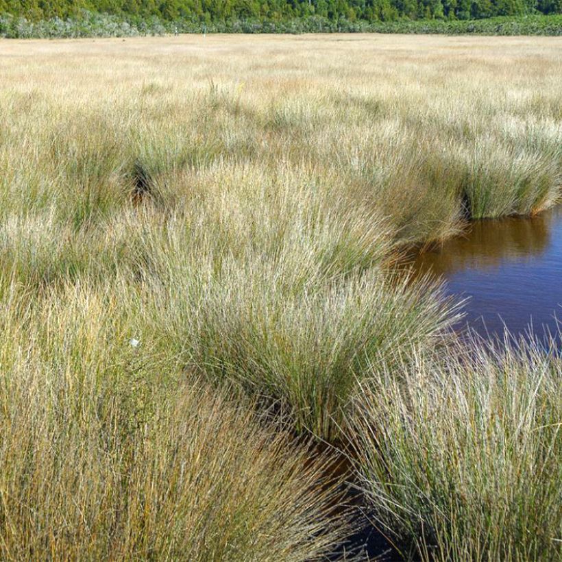 Apodasmia similis (Kasvutapa)