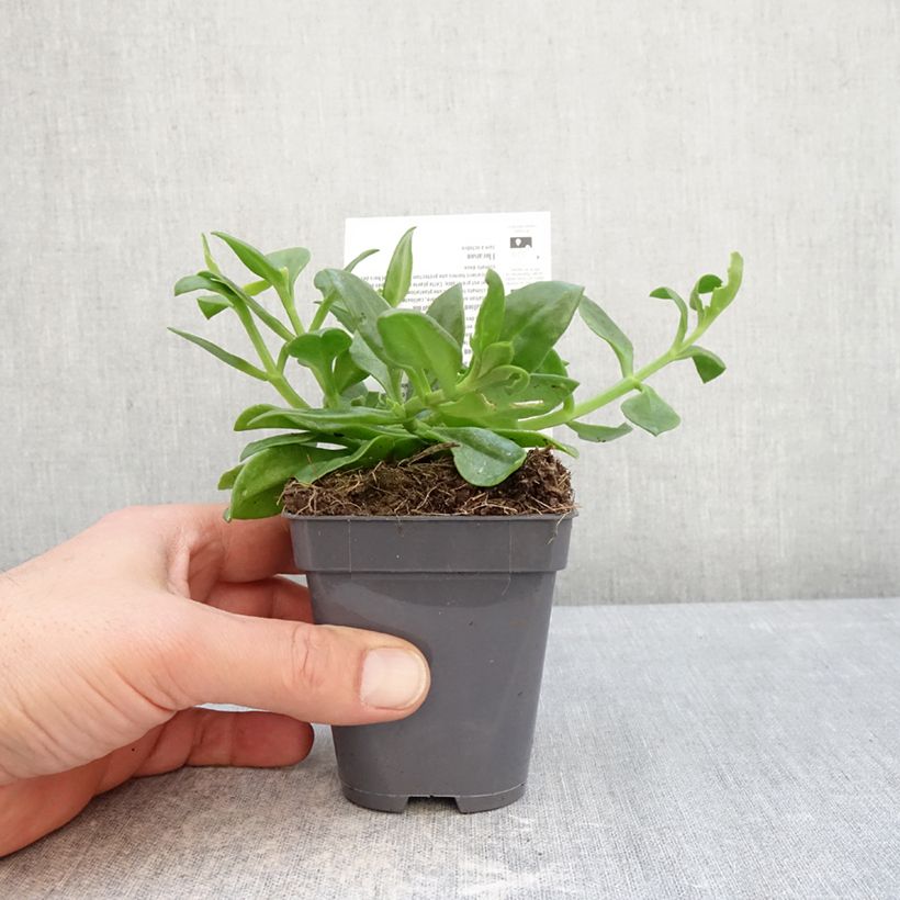 Esimerkki talvella toimitetusta Mesiherttalehti - Aptenia cordifolia 8/9 cm taimiruukku-taimesta