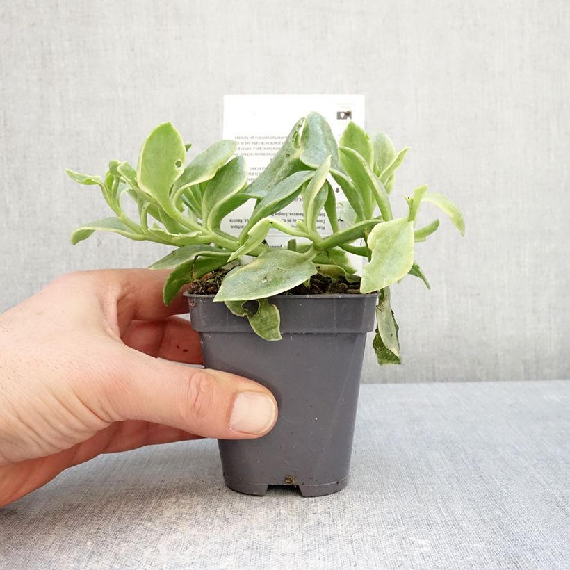 Esimerkki talvella toimitetusta Mesiherttalehti Variegata 8/9 cm taimiruukku-taimesta