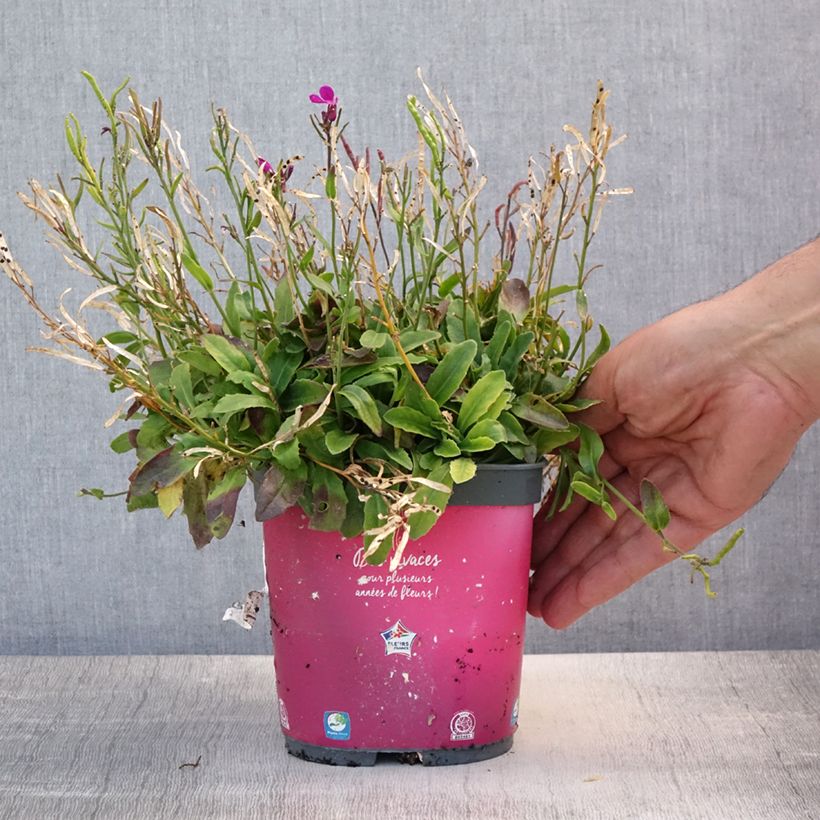 Esimerkki kesällä toimitetusta Kevätpitkäpalko - Arabis blepharophylla Pot de 2L/3L-taimesta