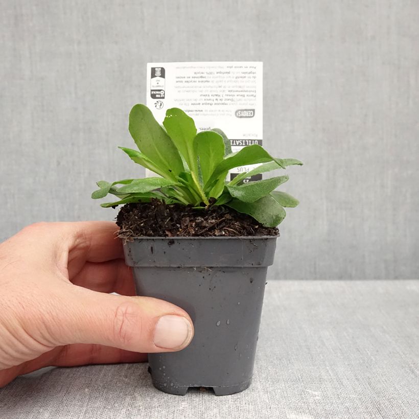 Esimerkki syksyllä toimitetusta Kevätpitkäpalko Rose Delight 7/8 cm taimiruukku-taimesta