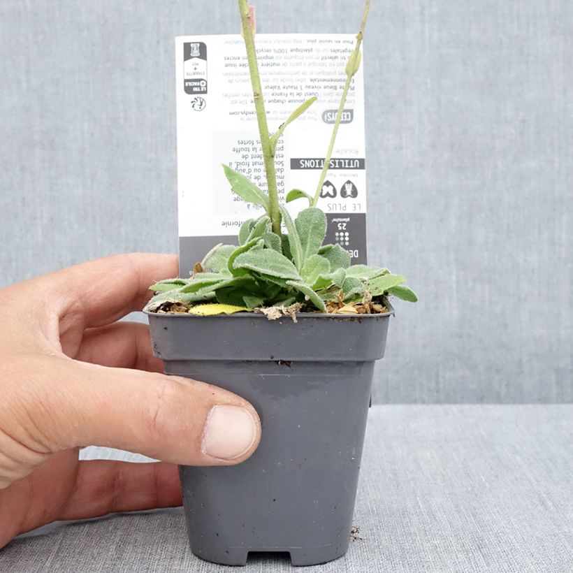Esimerkki kesällä toimitetusta Kevätpitkäpalko Rose Delight Godet de 7/8 cm-taimesta