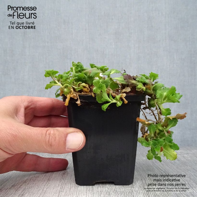 Esimerkki syksyllä toimitetusta Kaukasianpitkäpalko Pinkie 8/9 cm taimiruukku-taimesta