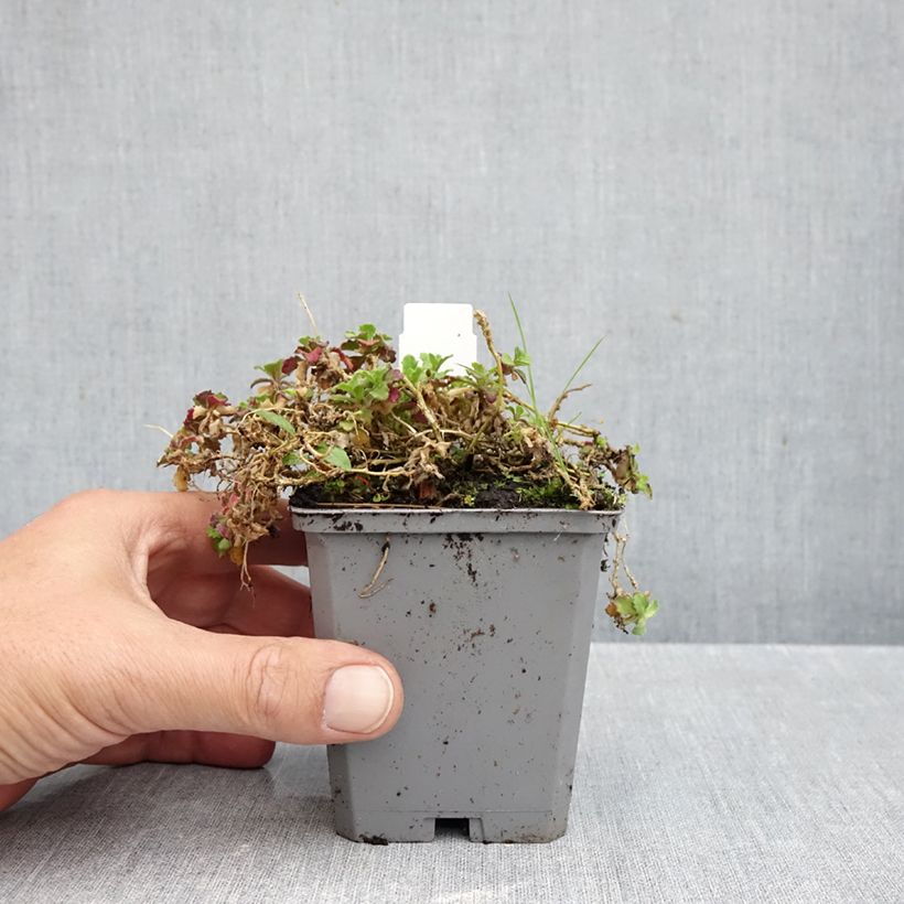 Esimerkki syksyllä toimitetusta Kaukasianpitkäpalko Rosea 8/9 cm taimiruukku-taimesta