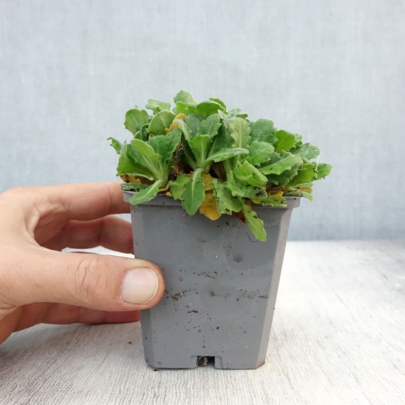 Esimerkki syksyllä toimitetusta Kaukasianpitkäpalko Plena 7/8 cm taimiruukku-taimesta
