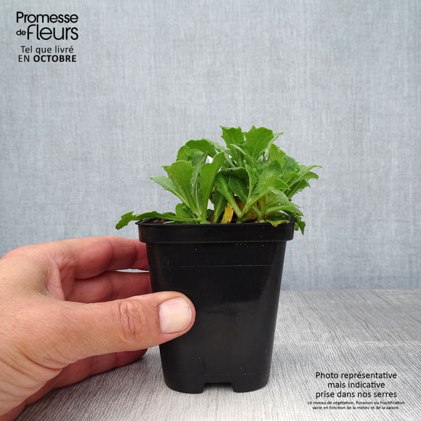 Esimerkki syksyllä toimitetusta Kaukasianpitkäpalko Snowcap 8/9 cm taimiruukku-taimesta