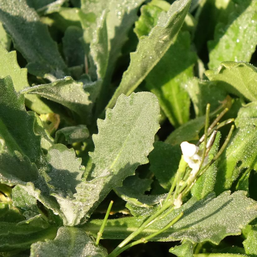 Kaukasianpitkäpalko Snowcap (Lehvistö)