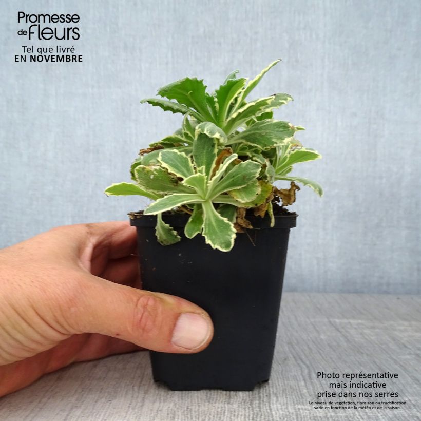 Esimerkki syksyllä toimitetusta Kaukasianpitkäpalko Variegata 8/9 cm taimiruukku-taimesta