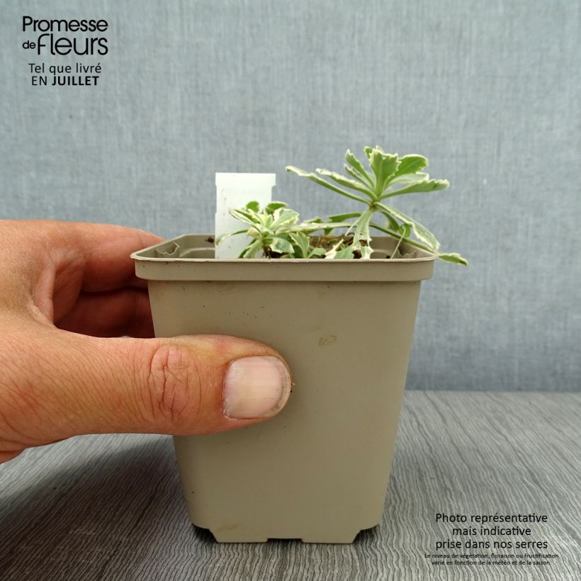 Esimerkki kesällä toimitetusta Kaukasianpitkäpalko Variegata Godet de 8/9 cm-taimesta