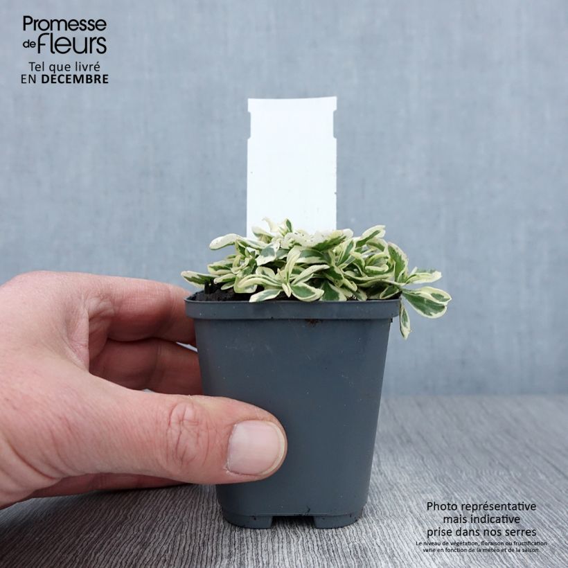 Esimerkki syksyllä toimitetusta Pitkäpalo - Arabis ferdinandi coburgii 8/9 cm taimiruukku-taimesta
