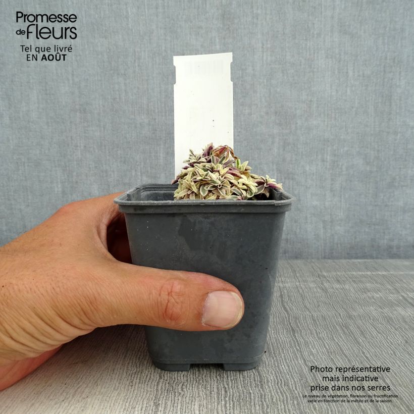 Esimerkki kesällä toimitetusta Pitkäpalo - Arabis ferdinandi coburgii Godet de 8/9 cm-taimesta