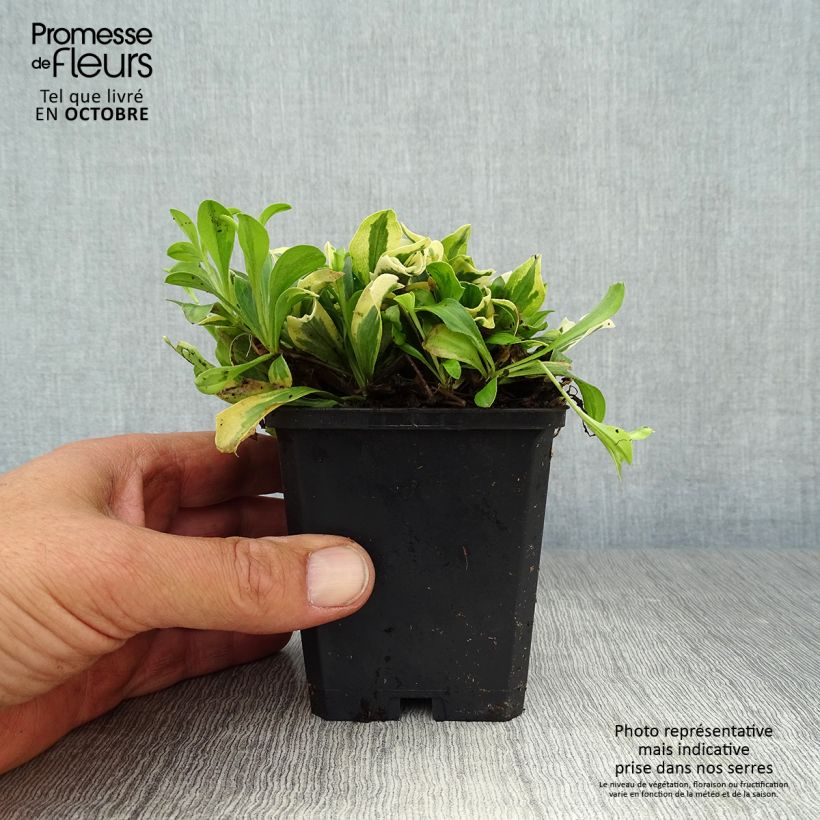Esimerkki syksyllä toimitetusta Pitkäpalo Variegata 8/9 cm taimiruukku-taimesta