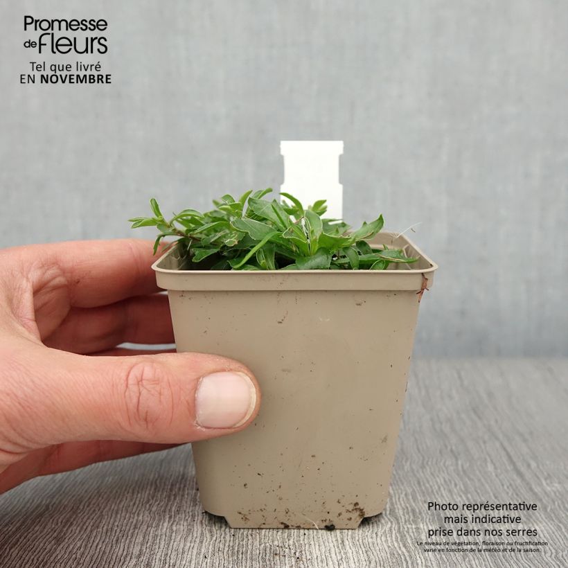 Esimerkki syksyllä toimitetusta Pitkäpalo - Arabis x suendermannii 8/9 cm taimiruukku-taimesta