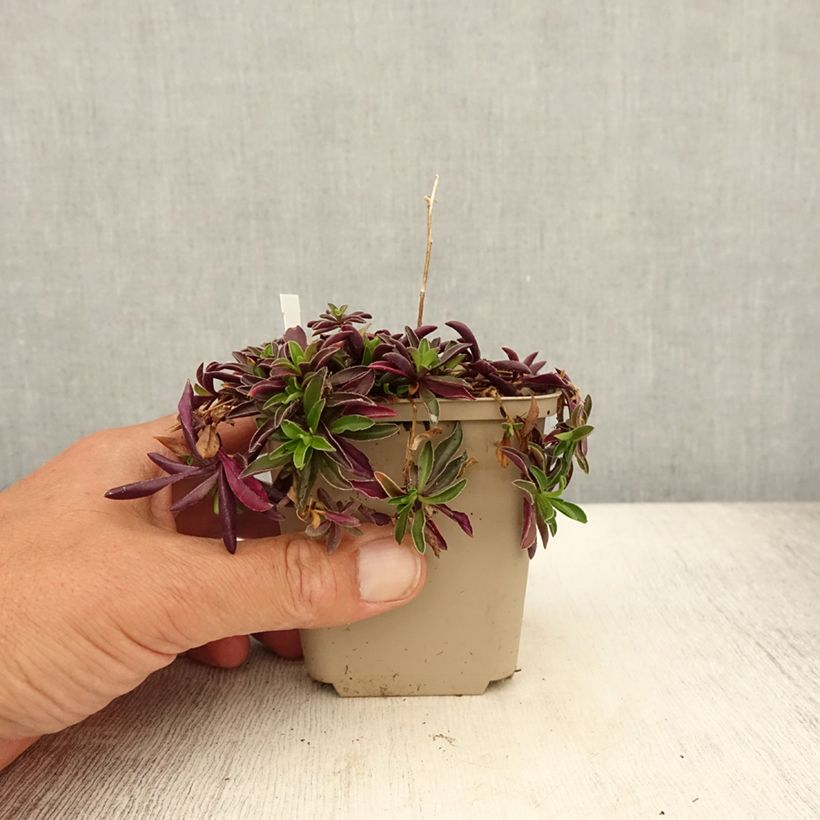 Esimerkki kesällä toimitetusta Pitkäpalo - Arabis x suendermannii Godet de 8/9 cm-taimesta