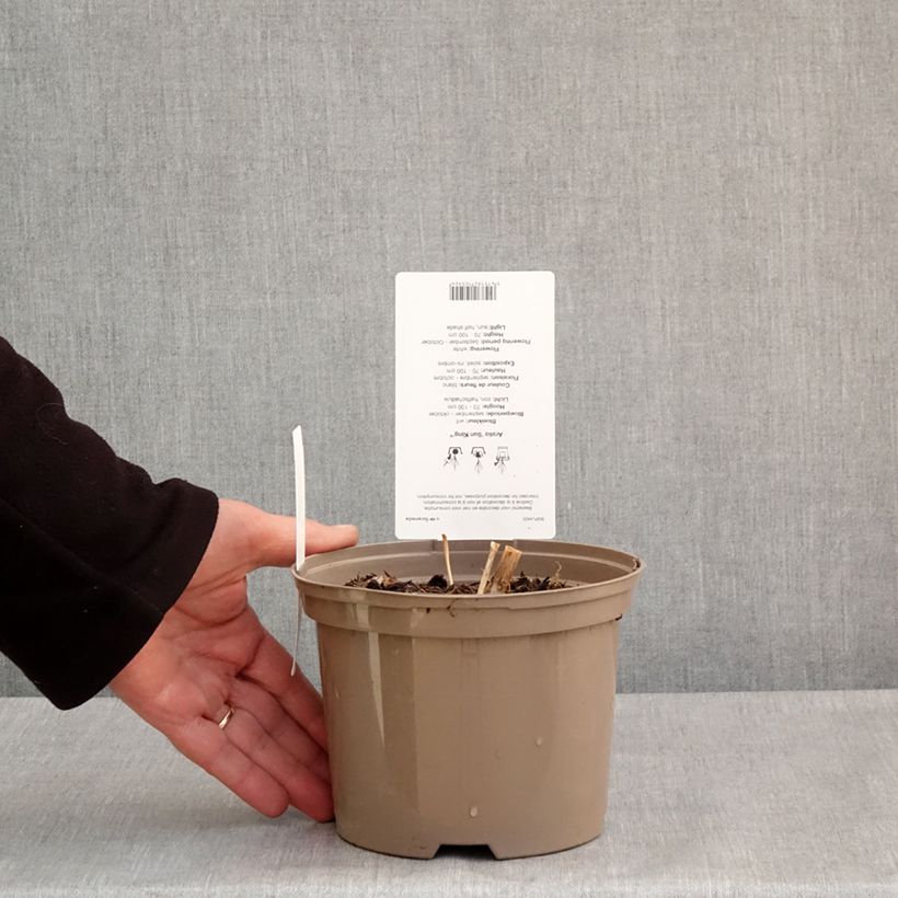 Esimerkki keväällä toimitetusta Hertta-aralia Sun King Pot de 2L/3L-taimesta