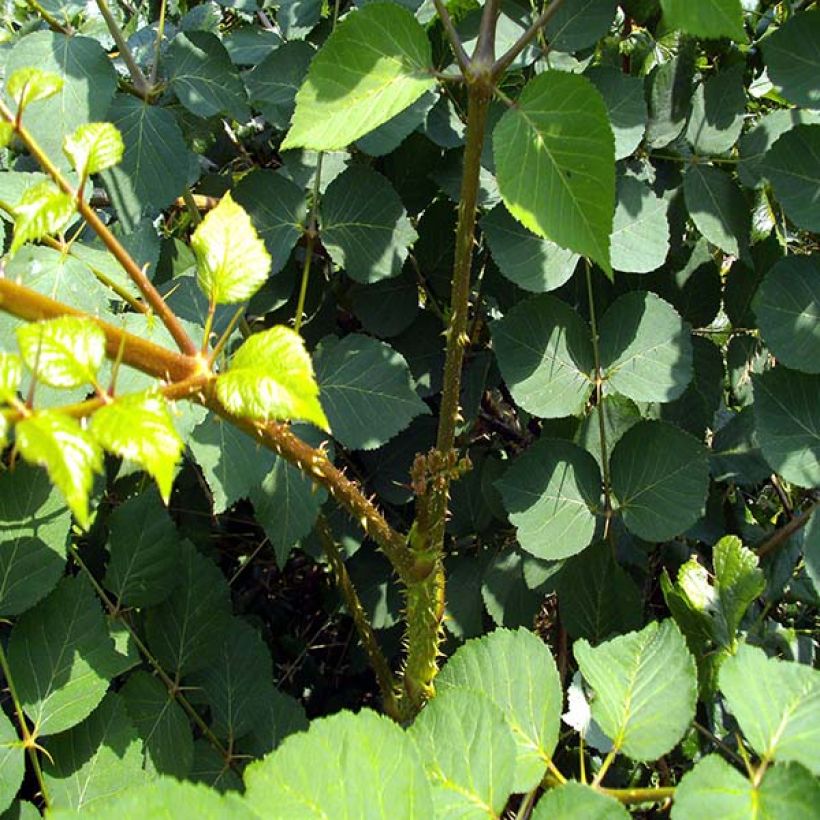 Piikkiaralia - Aralia elata (Lehvistö)