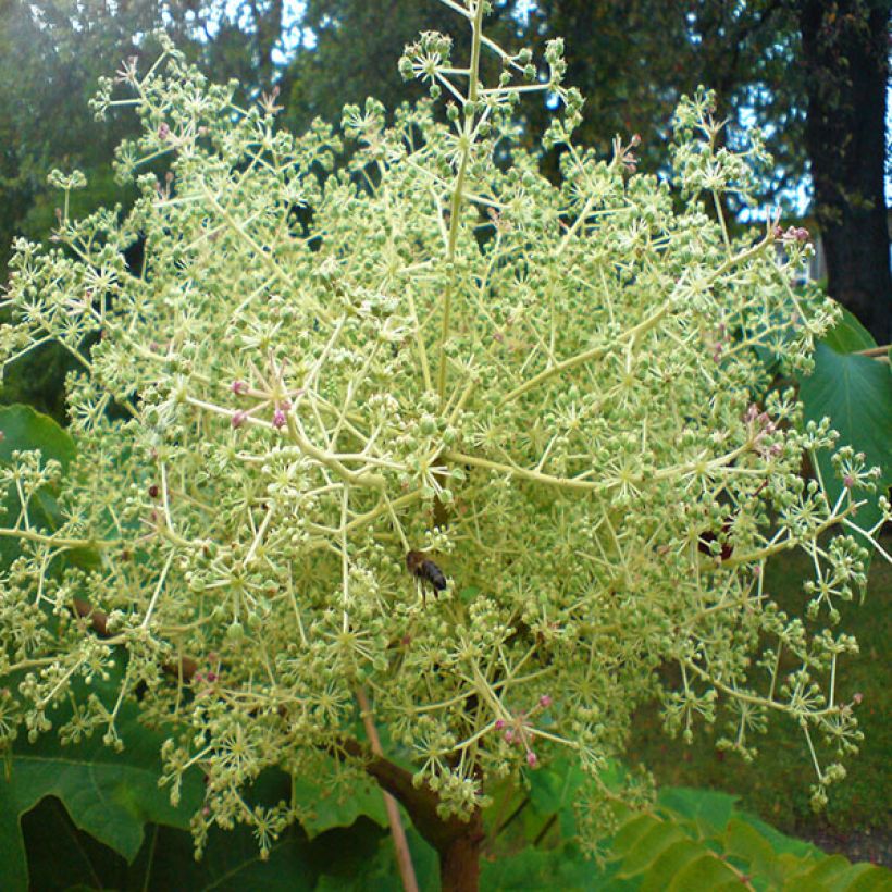 Piikkiaralia - Aralia elata (Kukinta)