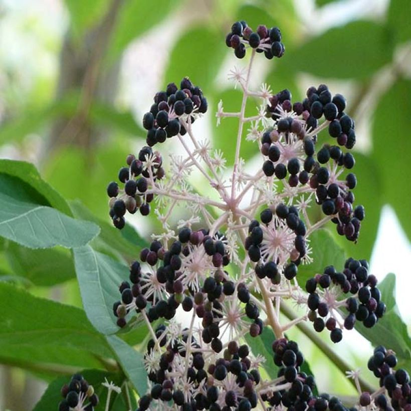 Piikkiaralia - Aralia elata (Sadonkorjuu)