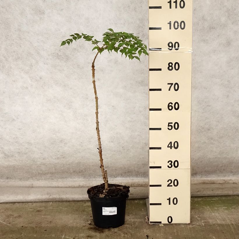Esimerkki syksyllä toimitetusta Piikkiaralia - Aralia elata 3 litran/4 litran ruukku-taimesta