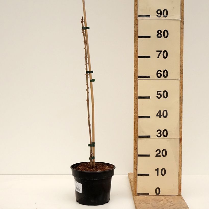 Esimerkki keväällä toimitetusta Piikkiaralia - Aralia elata Pot de 3L/4L-taimesta