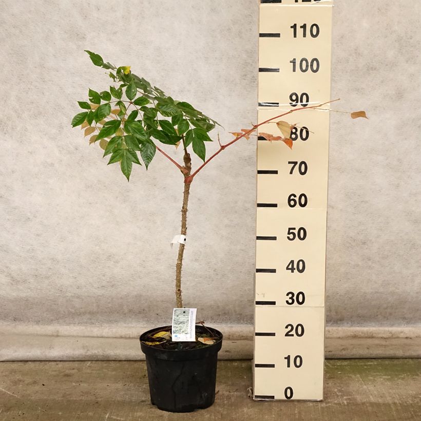 Esimerkki syksyllä toimitetusta Piikkiaralia Golden Umbrella 7,5 litran / 10 litran ruukku-taimesta