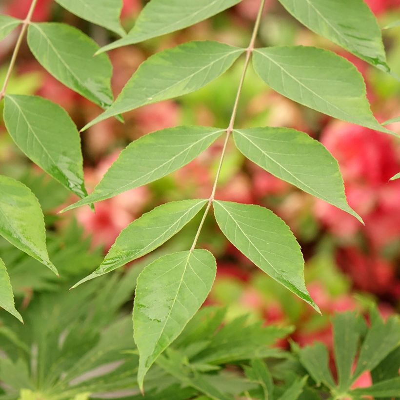 Piikkiaralia Golden Umbrella (Lehvistö)