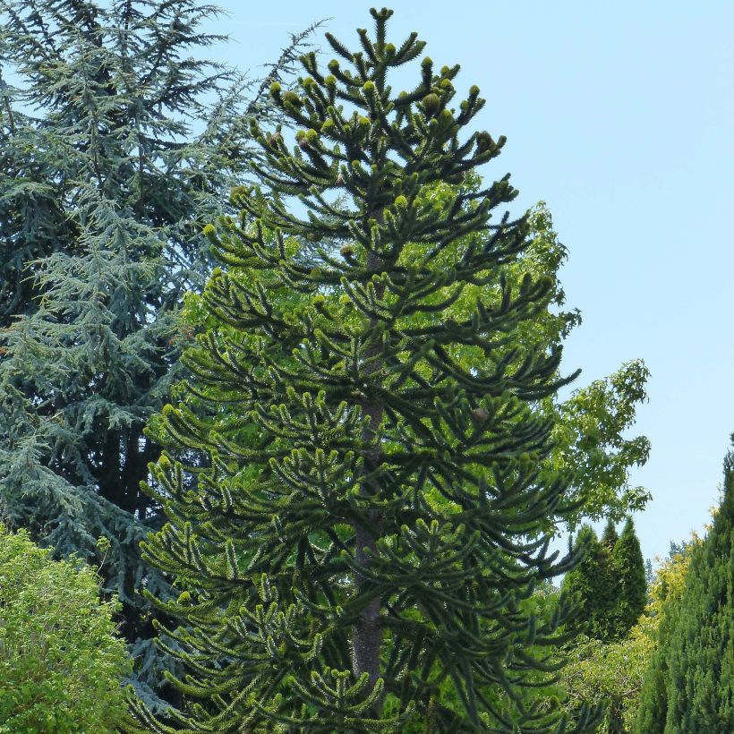 Chilenaraukaria - Araucaria araucana (Kasvutapa)