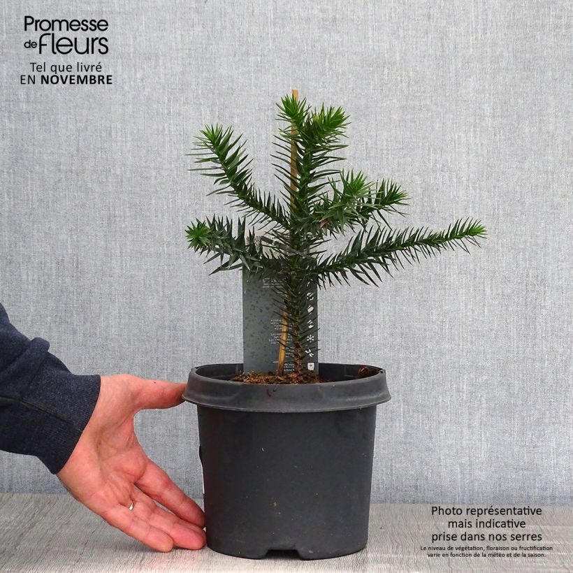 Esimerkki syksyllä toimitetusta Chilenaraukaria - Araucaria araucana 3 litran/4 litran ruukku-taimesta
