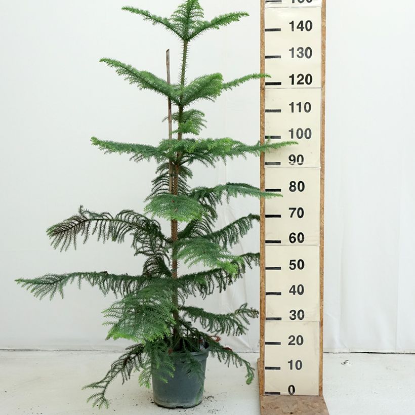 Esimerkki syksyllä toimitetusta Norfolkinaraukaria - Araucaria heterophylla 7,5 litran / 10 litran ruukku-taimesta