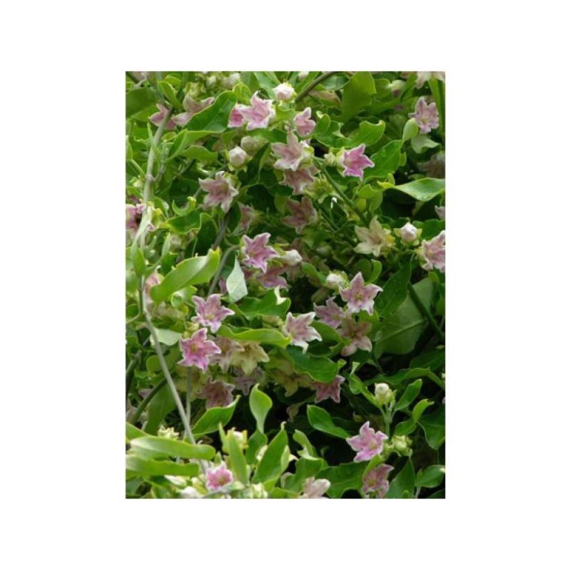 Silkkiköynnös Rosea (Kukinta)