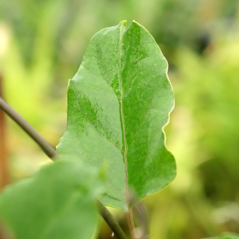 Silkkiköynnös Rosea (Lehvistö)