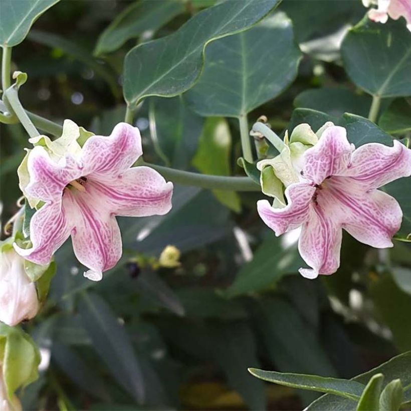Silkkiköynnös Pink (Kukinta)