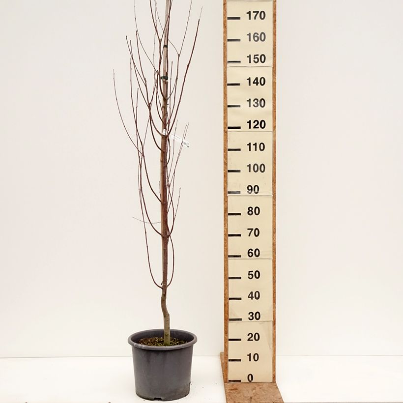 Esimerkki talvella toimitetusta Katsura Chameleon Pot de 12L/15L-taimesta