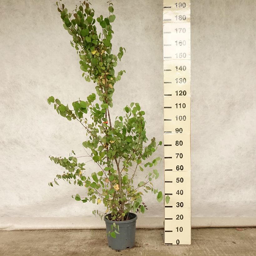 Esimerkki kesällä toimitetusta Katsura - Cercidiphyllum japonicum Pot de 7,5L/10L-taimesta