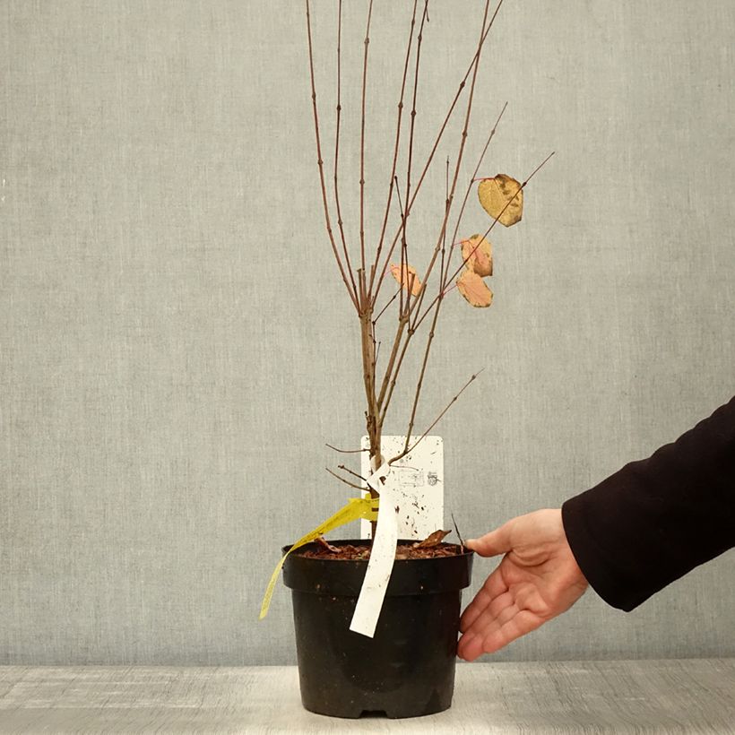 Esimerkki syksyllä toimitetusta Katsura - Cercidiphyllum japonicum 3 litran/4 litran ruukku-taimesta