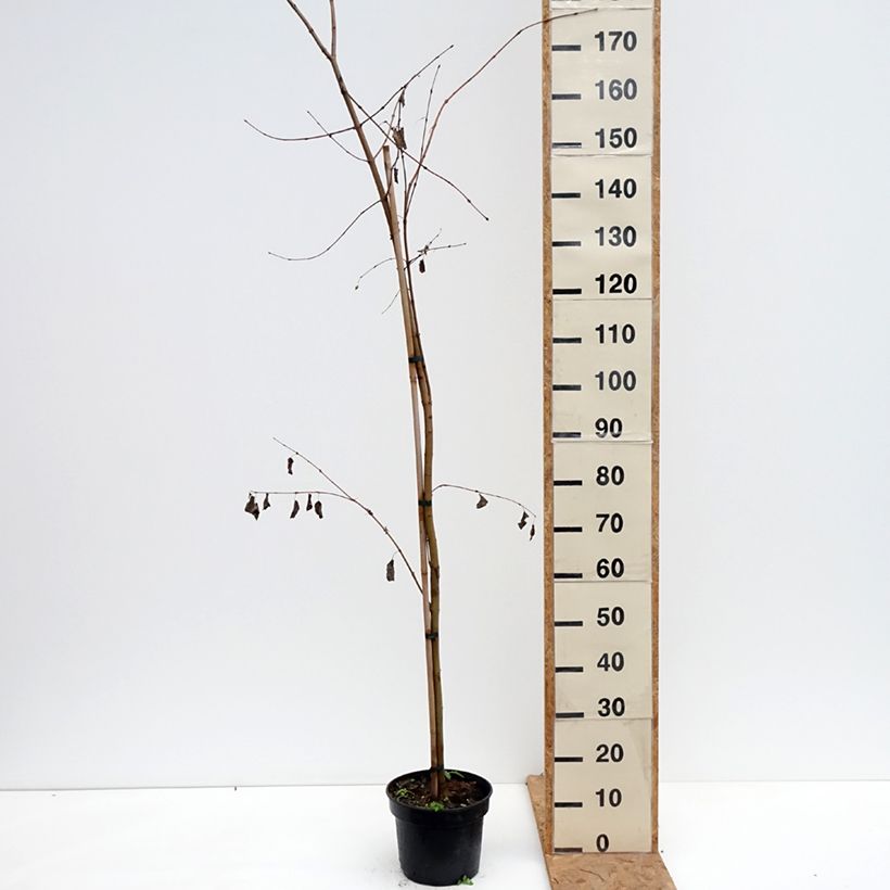 Esimerkki syksyllä toimitetusta Isolehtikatsura - Cercidiphyllum magnificum 4 litran/5 litran ruukku-taimesta