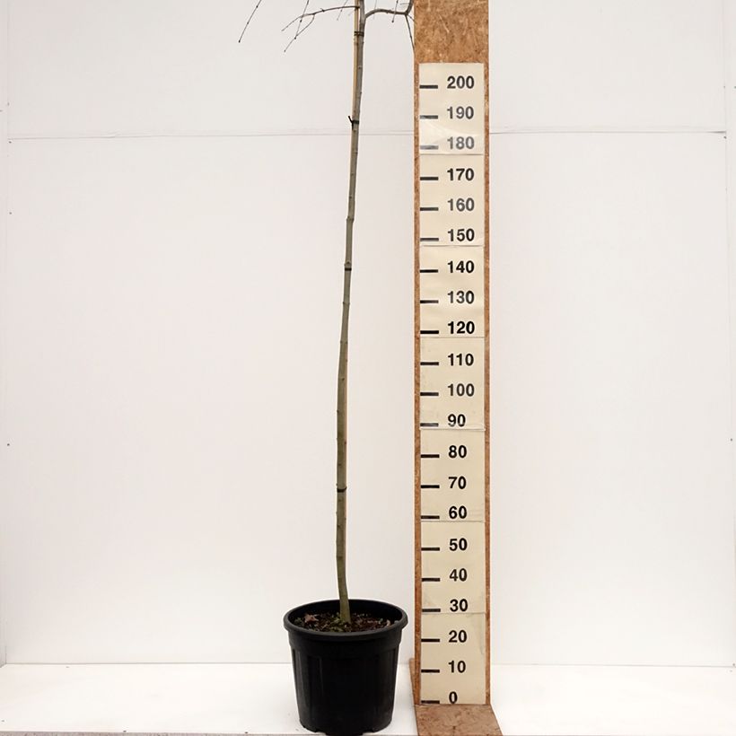 Esimerkki talvella toimitetusta Katsura Morioka Weeping 30 litran/35 litran ruukku, Runko-taimesta