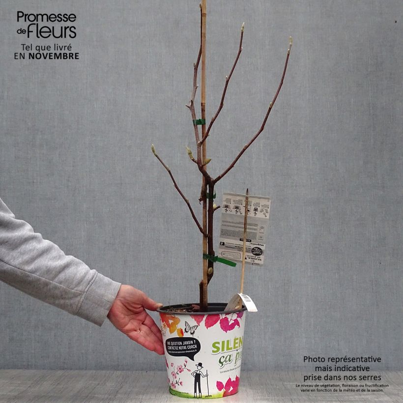 Esimerkki syksyllä toimitetusta Poppelimagnolia Butterflies 4 litran/5 litran ruukku-taimesta